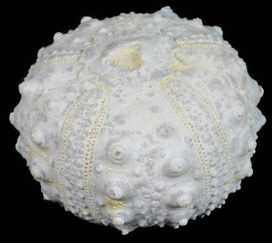Goniopygus Fossil Echinoid (Sea Urchin) - Talsint, Morocco #55941